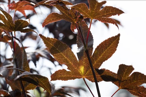 Acer palmatum 'Bloodgood'