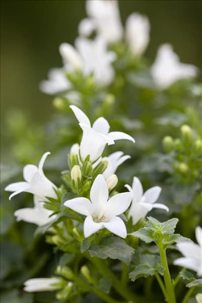 Campanula poscharskyana, weiß