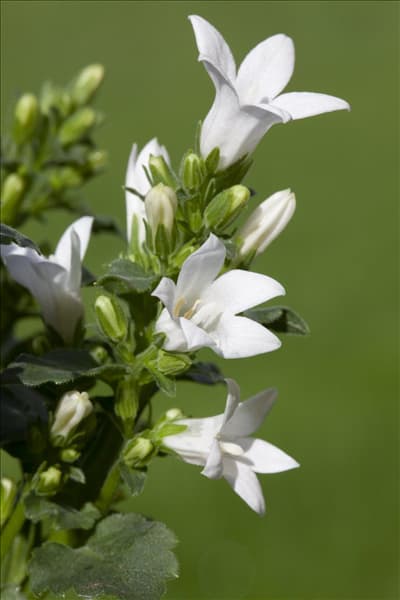 Campanula poscharskyana, weiß