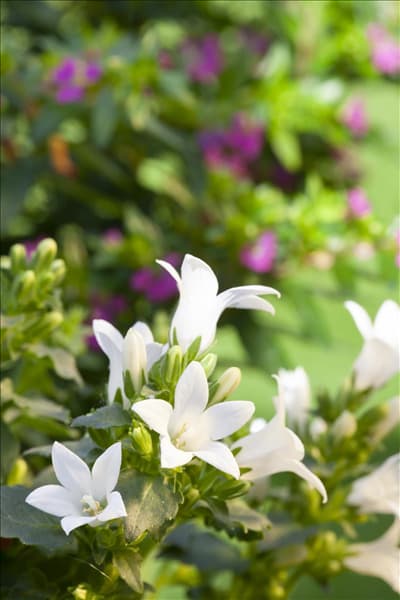 Campanula poscharskyana, weiß