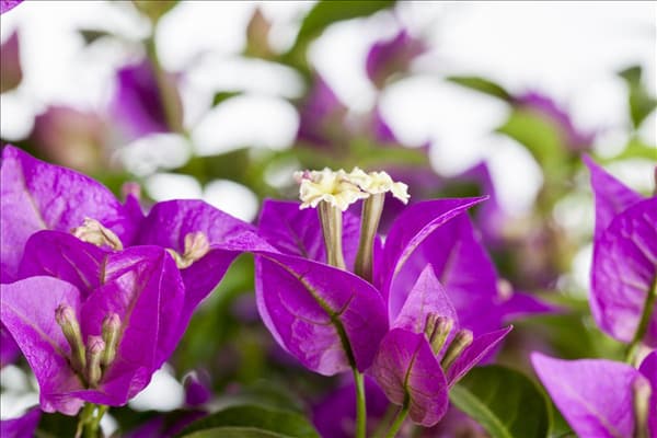 Bougainvillea glabra