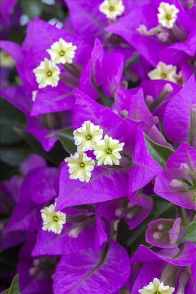 Bougainvillea glabra 'Sanderiana'