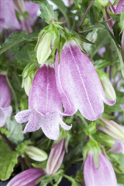 Campanula punctata, rosa