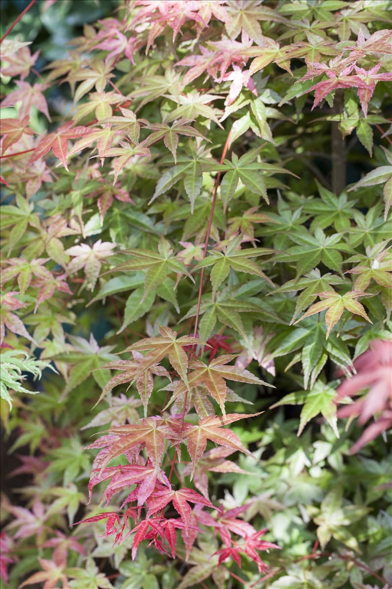 Acer palmatum