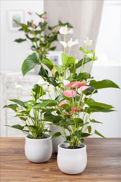Anthurium x andreanum
