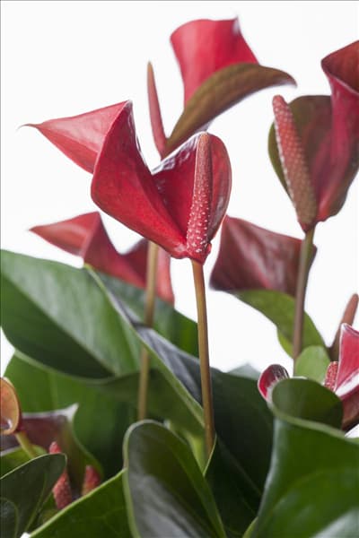 Anthurium x andreanum