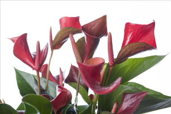 Anthurium x andreanum