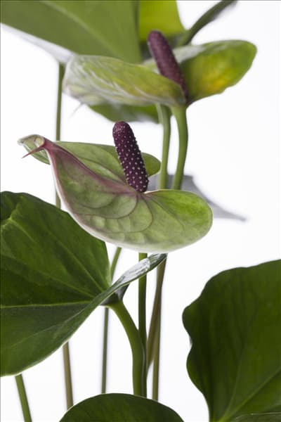 Anthurium x andreanum