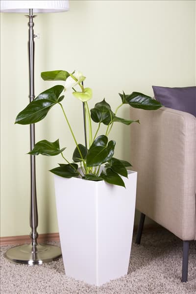 Anthurium x andreanum