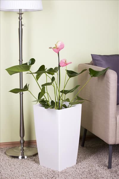 Anthurium x andreanum