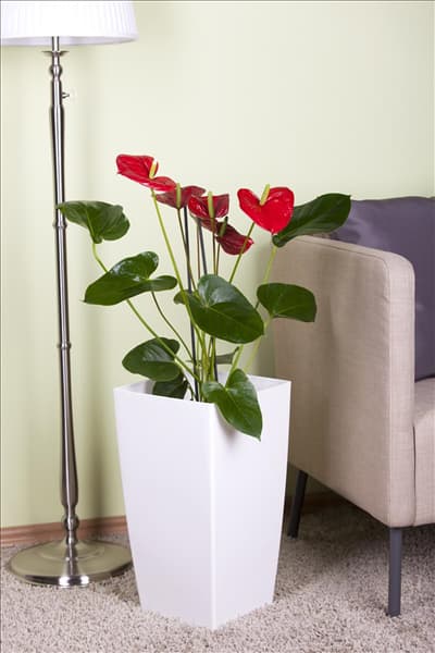 Anthurium x andreanum
