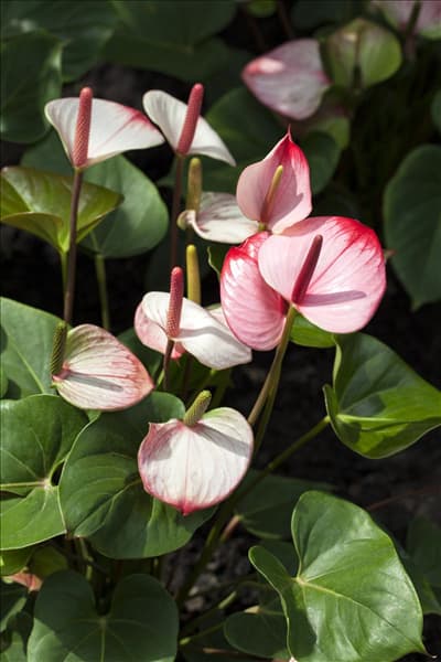 Anthurium x andreanum
