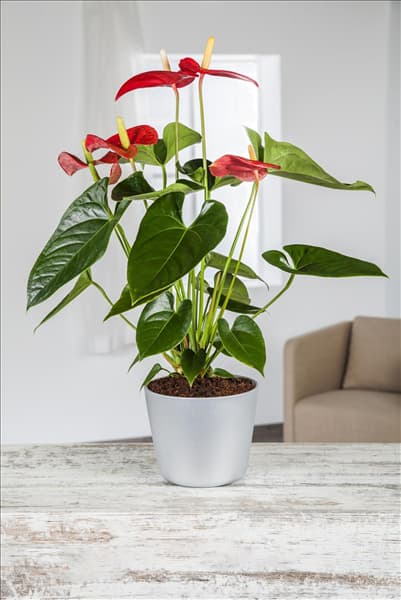 Anthurium