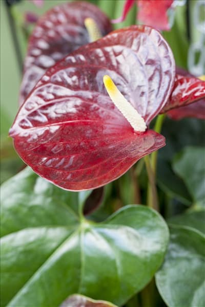 Anthurium x andreanum