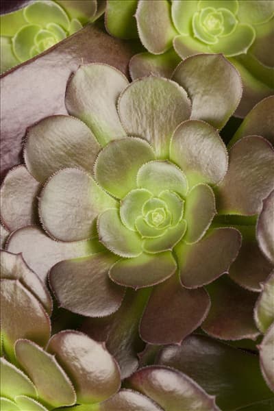Aeonium arboreum
