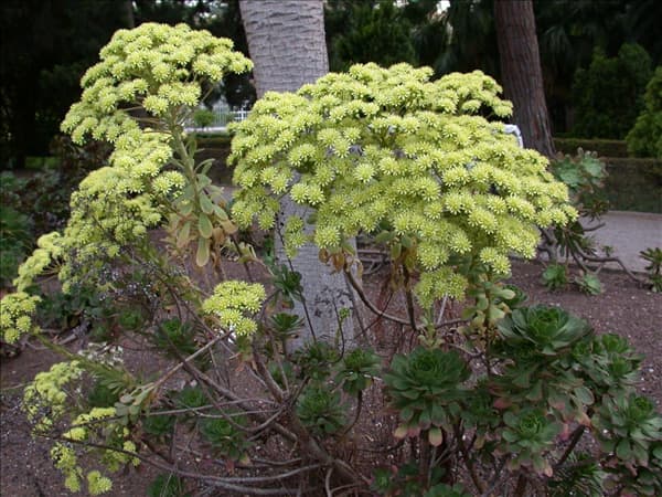 Aeonium arboreum
