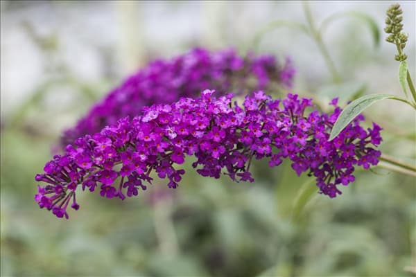 Buddleja davidii 'Royal Red'