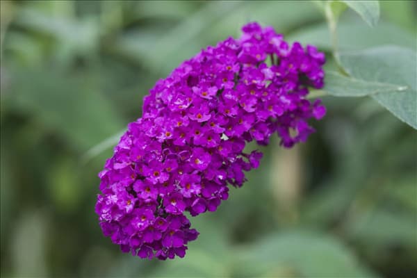 Buddleja davidii 'Royal Red'