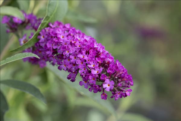 Buddleja davidii 'Royal Red'