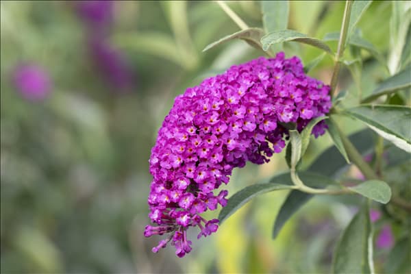 Buddleja davidii 'Royal Red'