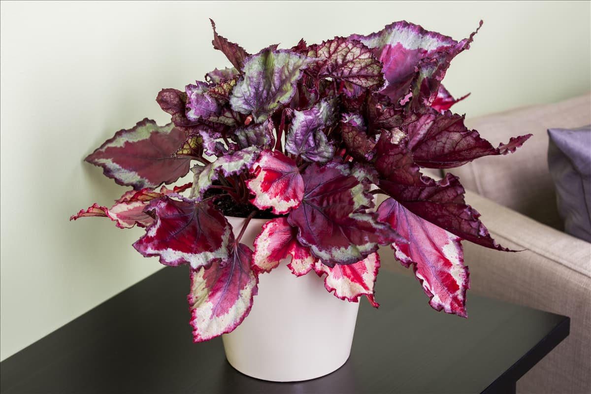 Begonia rex
