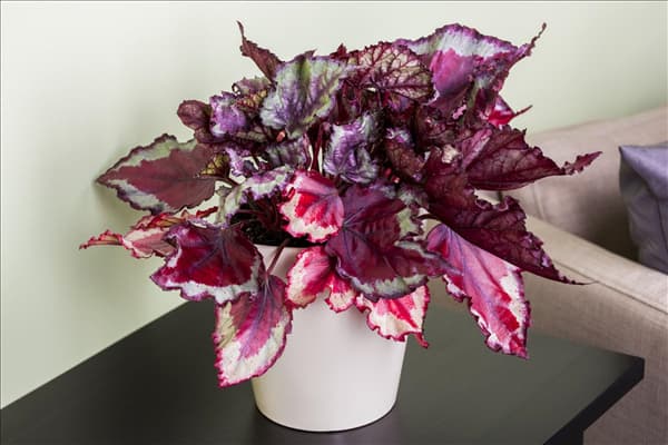 Begonia rex