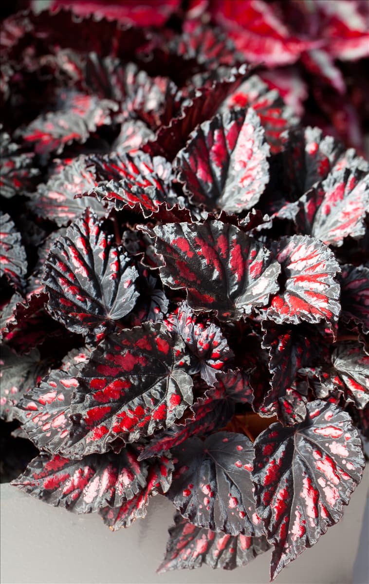 Begonia rex