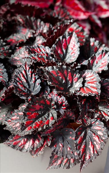 Begonia rex
