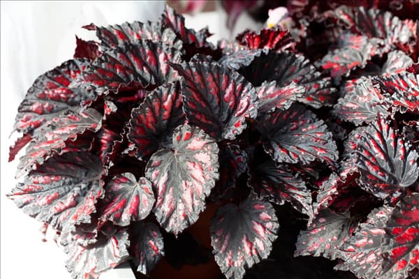 Begonia rex