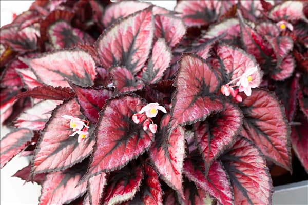 Begonia rex