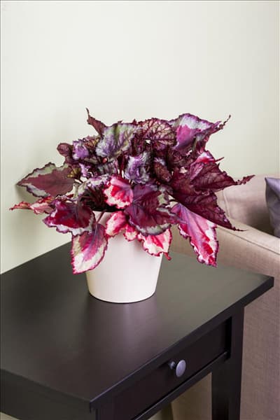 Begonia rex