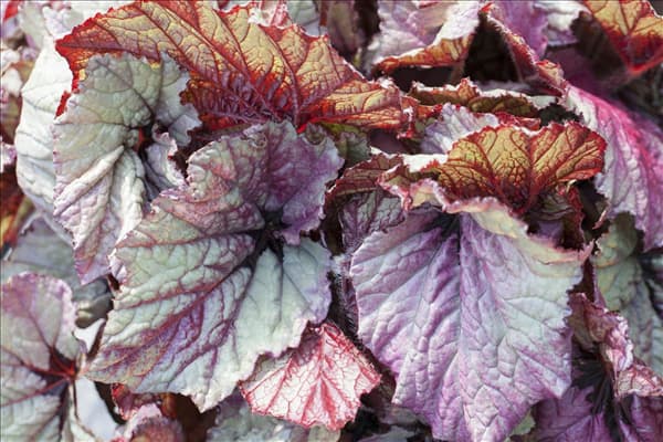 Begonia rex