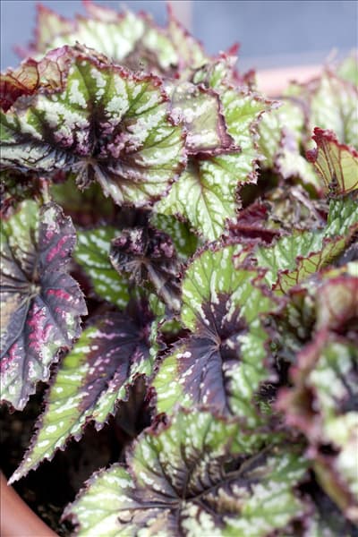 Begonia rex