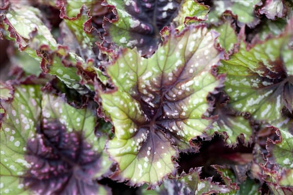 Begonia rex