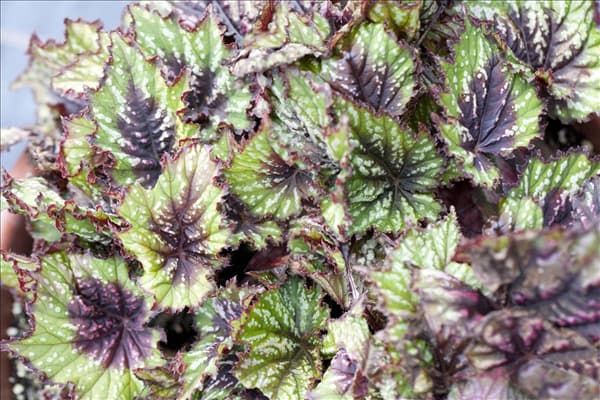 Begonia rex