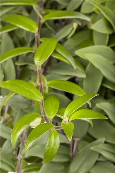 Aeschynanthus