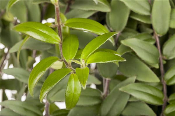 Aeschynanthus