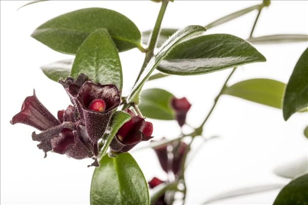 Aeschynanthus