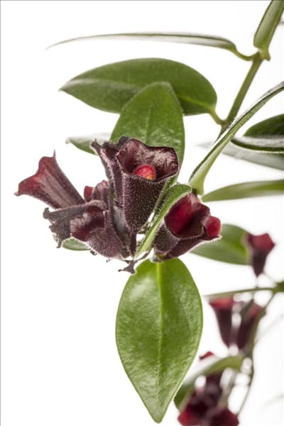 Aeschynanthus