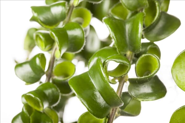 Aeschynanthus