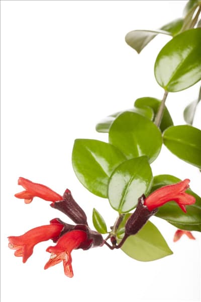 Aeschynanthus