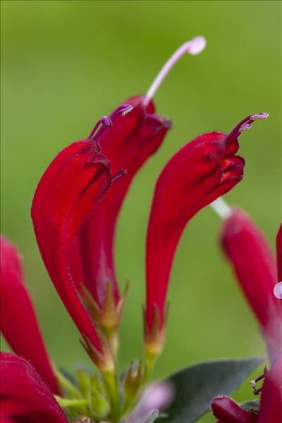 Aeschynanthus hybrid
