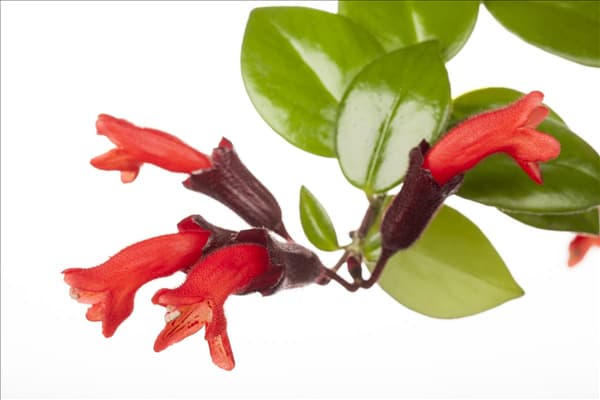 Aeschynanthus