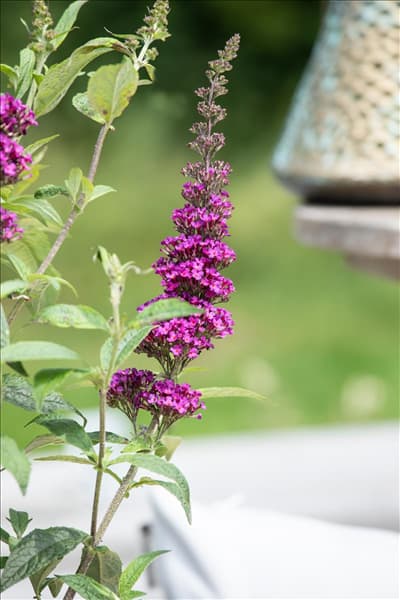 Buddleja davidii 'Summer Kids'®