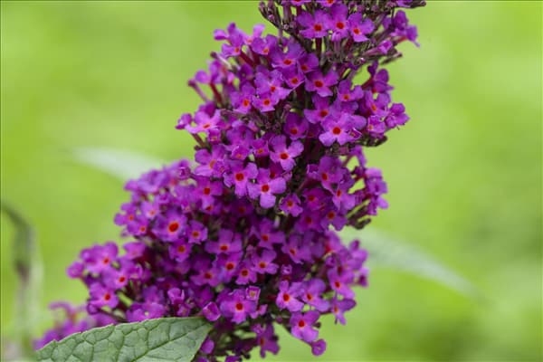 Buddleja davidii 'Summer Kids'®