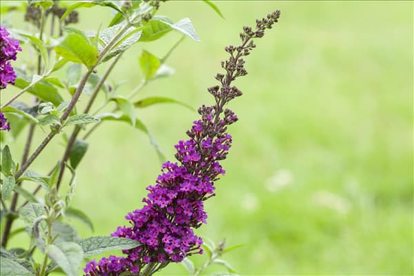Buddleja davidii 'Summer Kids'®