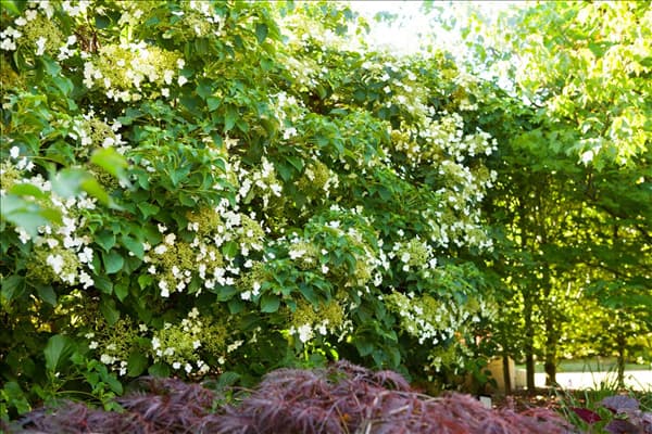 Hydrangea petiolaris