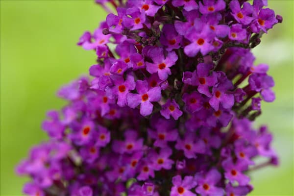 Buddleja davidii 'Summer Kids'®