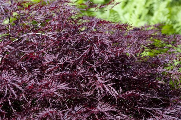 Acer palmatum 'Dissectum Garnet'