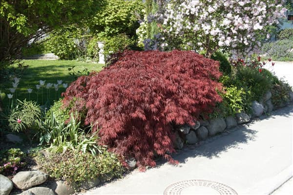 Acer palmatum 'Dissectum Atropurpureum'